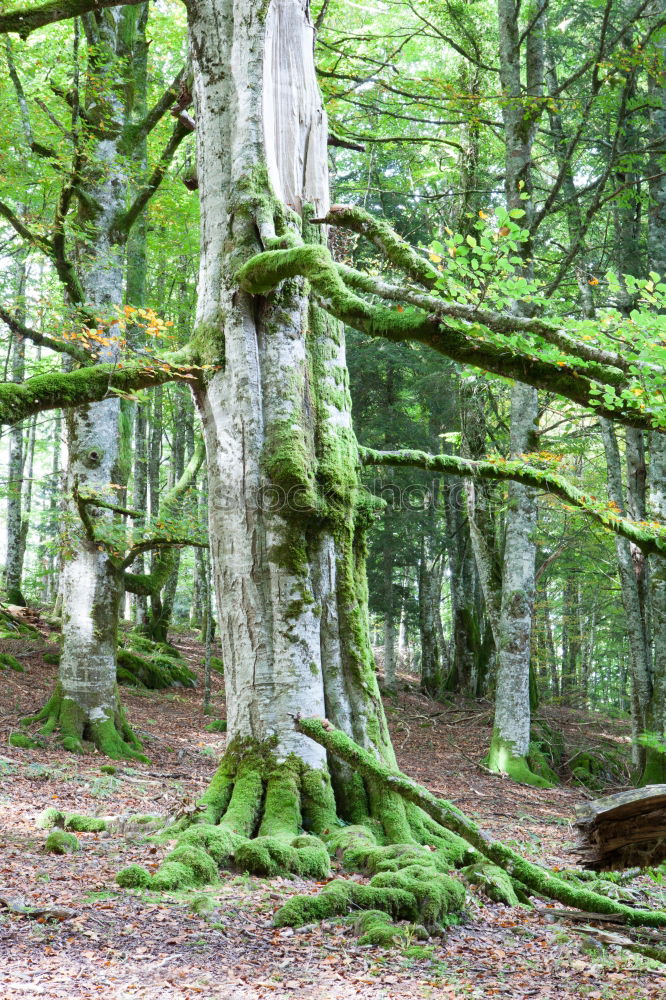 Similar – Zauberwald Wald Birke