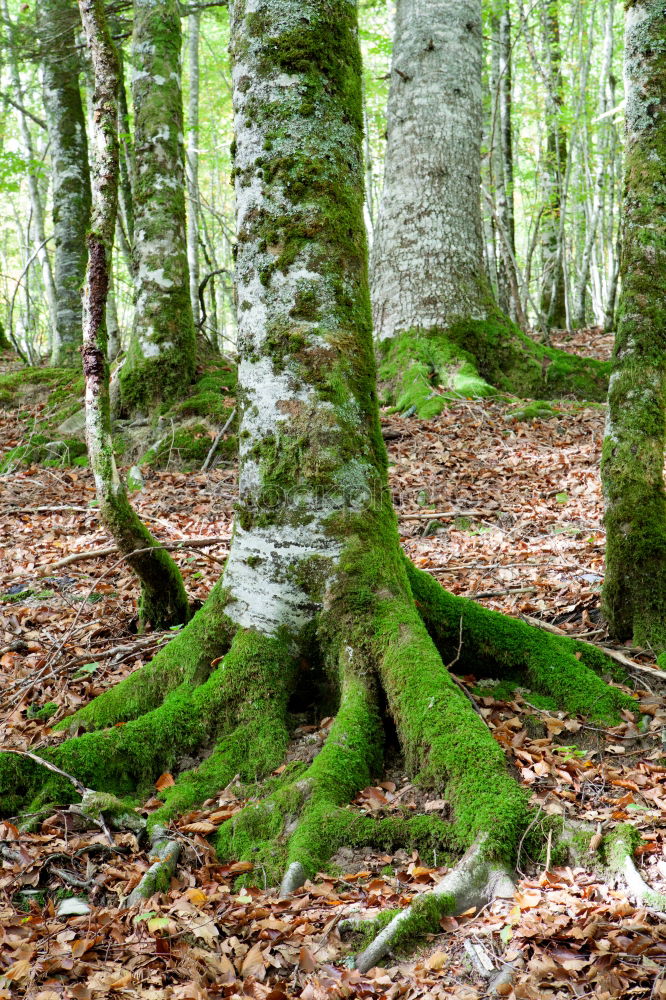 Similar – Image, Stock Photo winter forest Environment