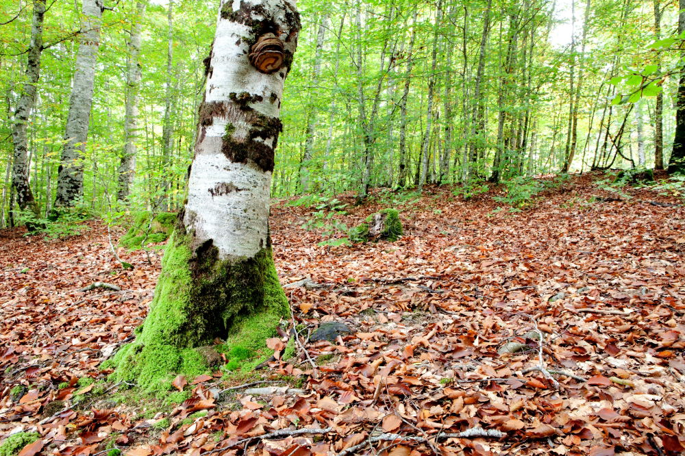 Similar – Buche und Moos Baum