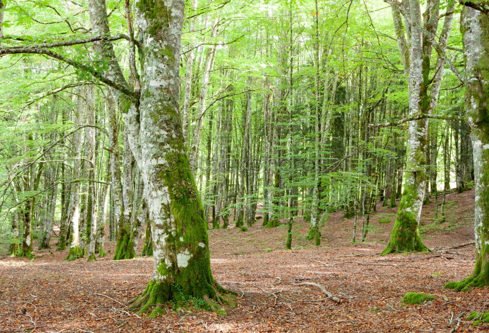 Similar – ardennes Forest