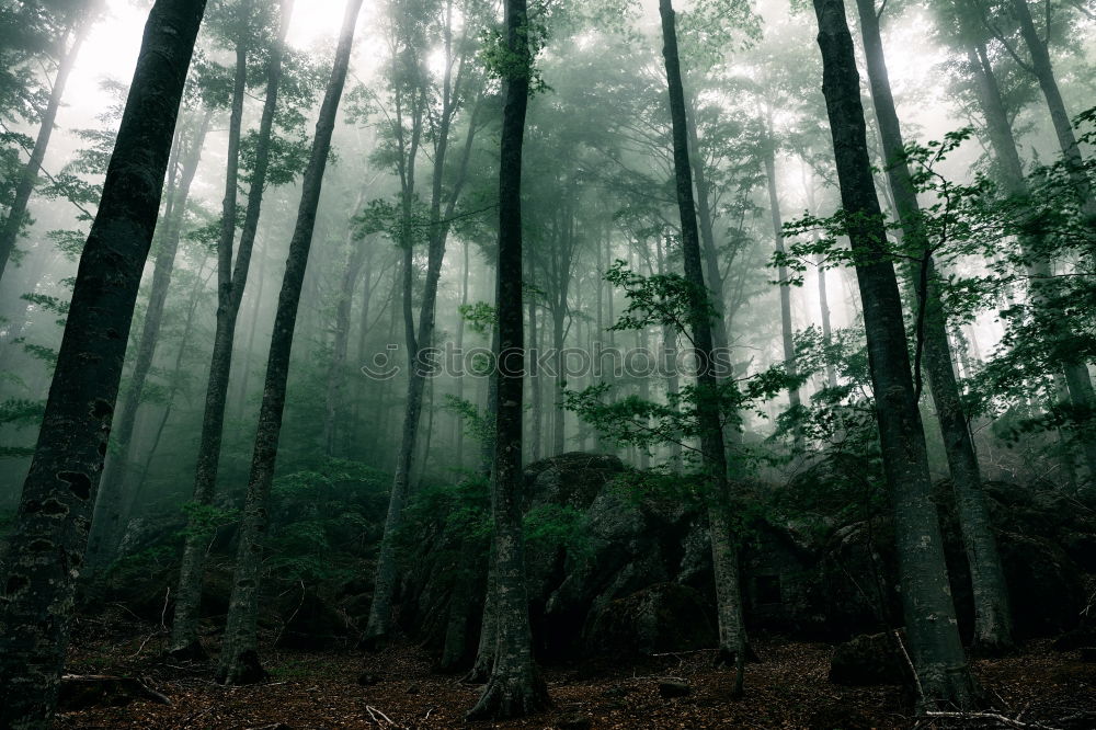 Similar – Licht in Sicht Wald Baum