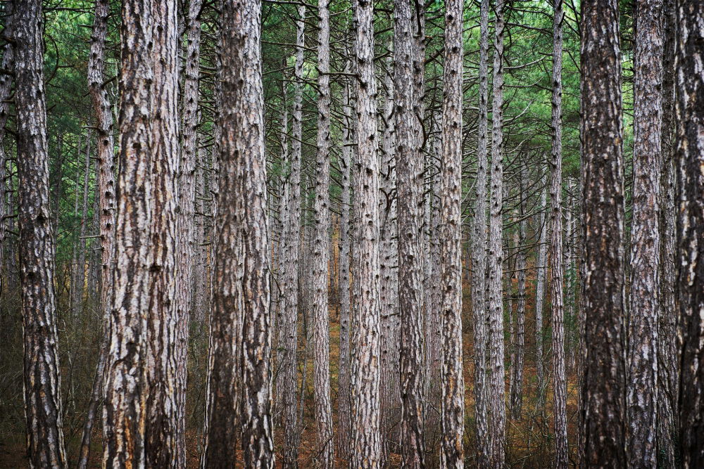 Similar – lauter Bäume Umwelt Natur