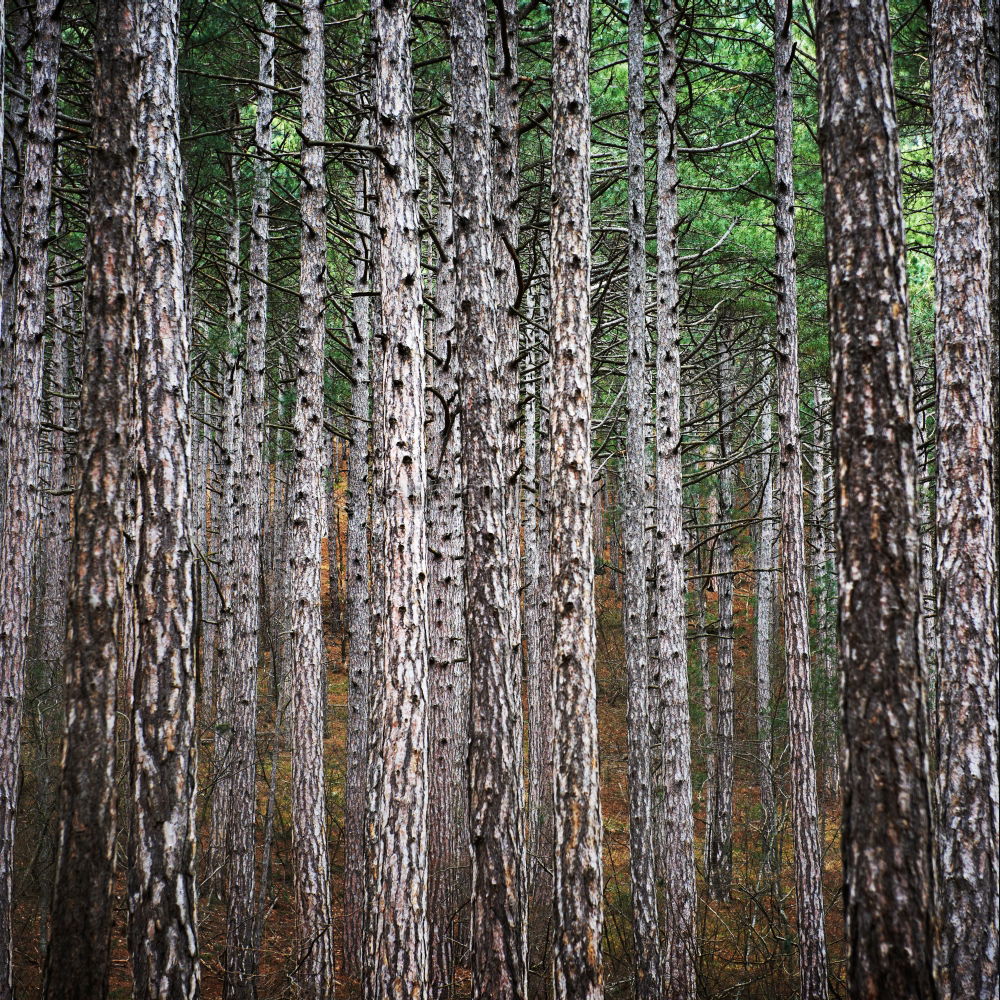 Similar – Image, Stock Photo pines Environment Nature