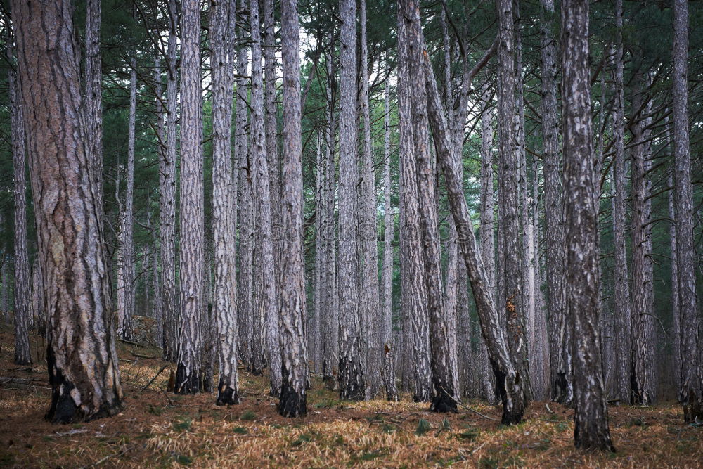 Similar – Ghost forest in Nienhagen III