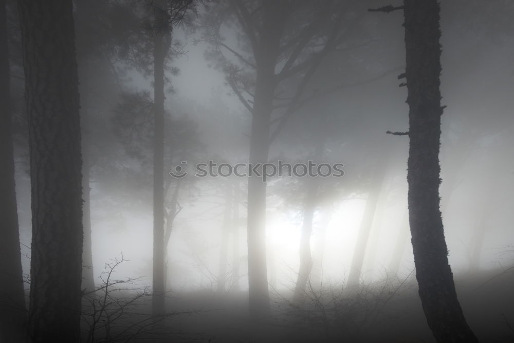 Similar – Foto Bild wald im nebel Wald Baum