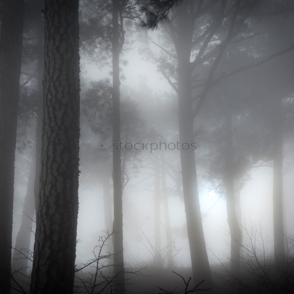 Similar – Foto Bild wald im nebel Wald Baum