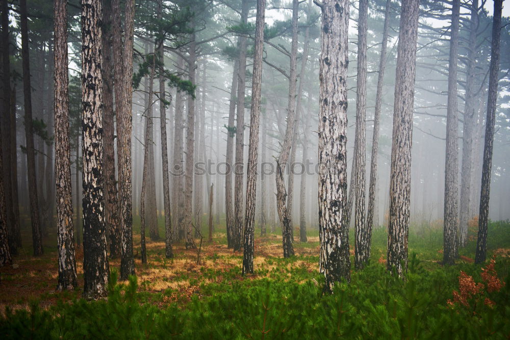 pinaceae I Tree Forest