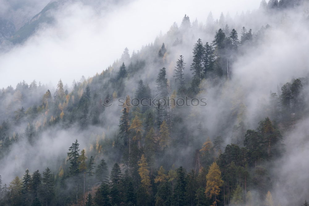 Similar – Image, Stock Photo dark forest Well-being