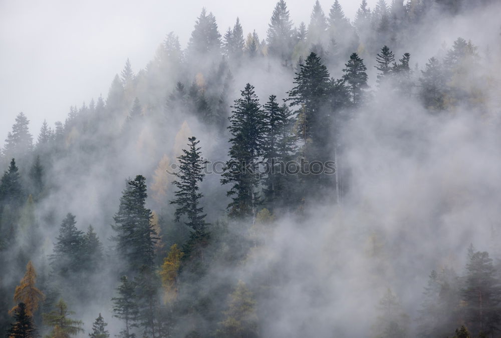 Similar – Image, Stock Photo fog Nature Landscape