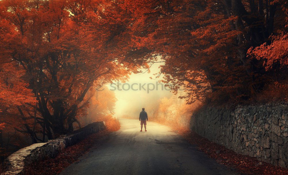 Similar – Foto Bild Waldgeist Herbst Hexe