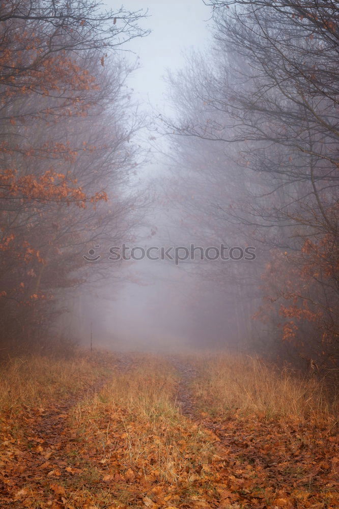 Similar – Herbstfarben mehrfarbig