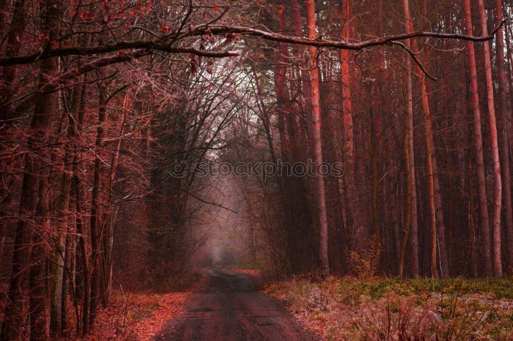 Similar – forest stage Environment