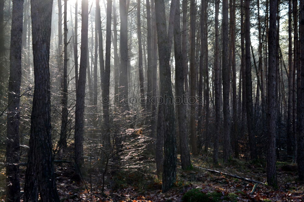 Similar – Licht im Wald Holz