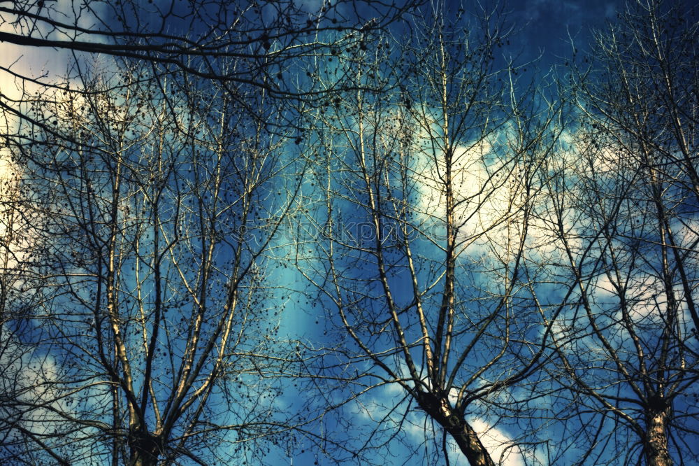 Similar – tree Nature Sky Clouds