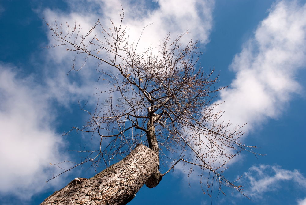 Similar – Ceiba tree Tree