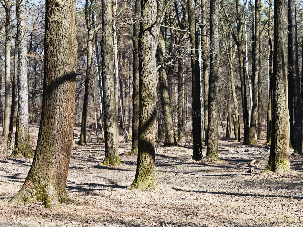 Similar – Image, Stock Photo autumn forest Environment