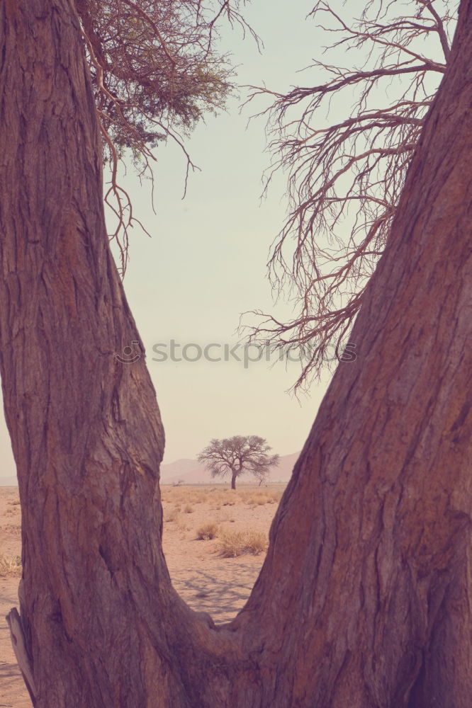 Similar – Image, Stock Photo woman alone in nature in a cold autumn day