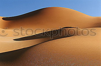 Similar – Palm tree in desert Desert