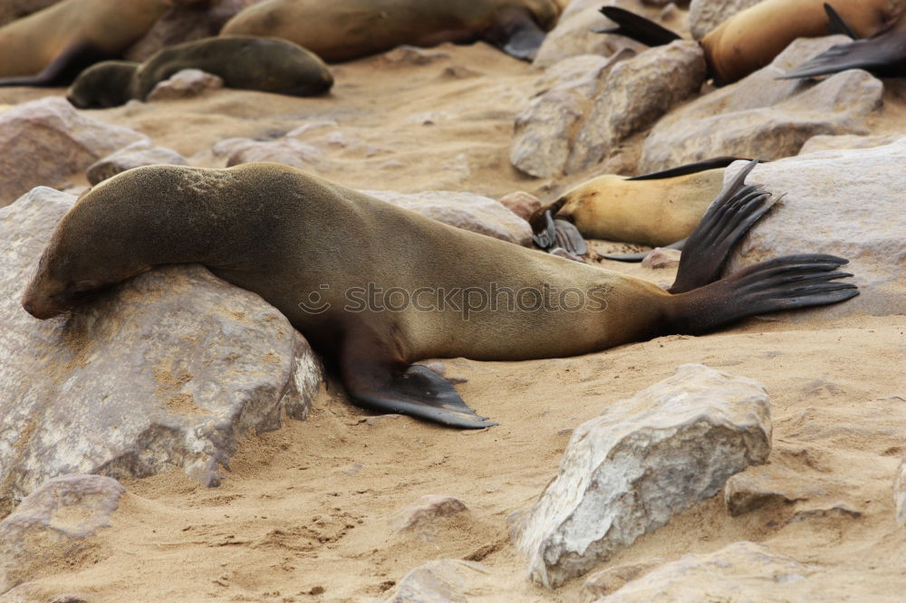 Similar – Foto Bild hey dude! Strand Tier