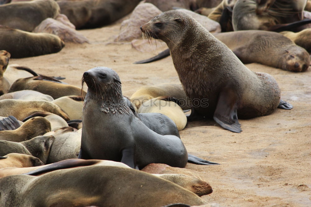 Similar – sunbathing Environment