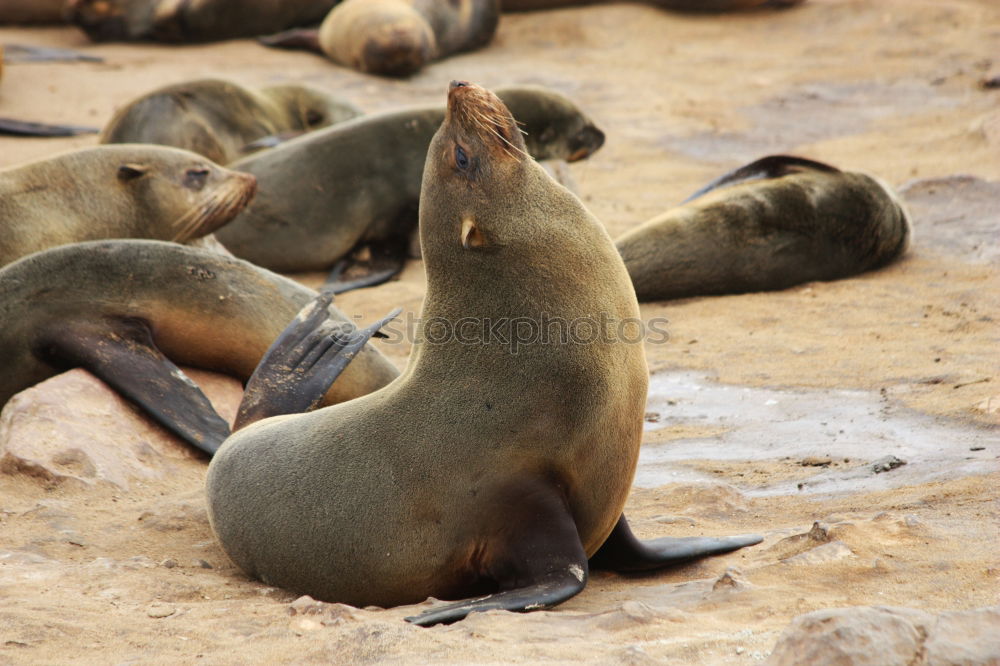 Similar – Image, Stock Photo sunbathing Environment