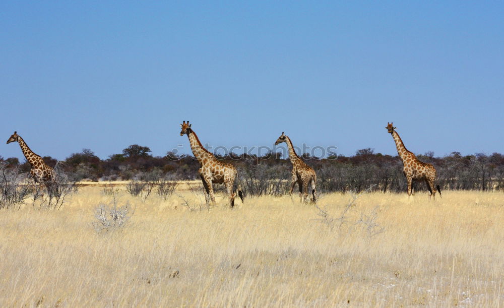 Similar – Foto Bild Wildlife Kenia Afrika