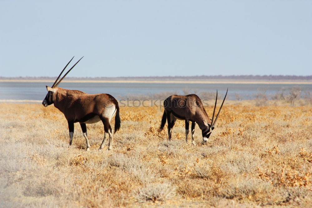 Similar – Image, Stock Photo Cuban Prairie