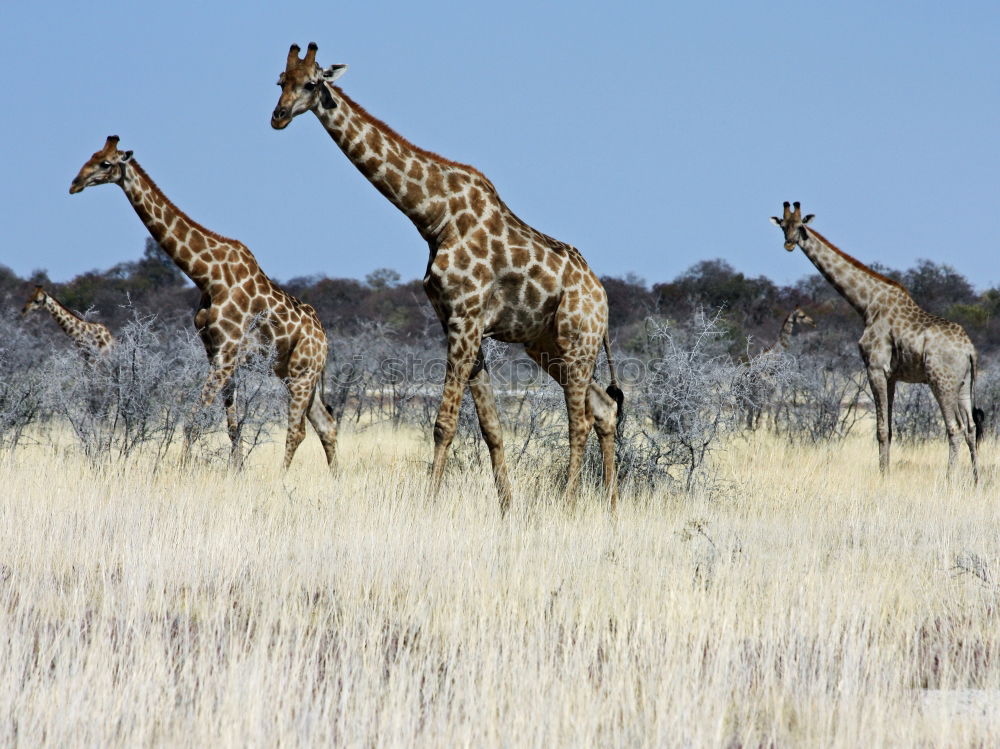 Similar – Foto Bild Wildlife Kenia Afrika