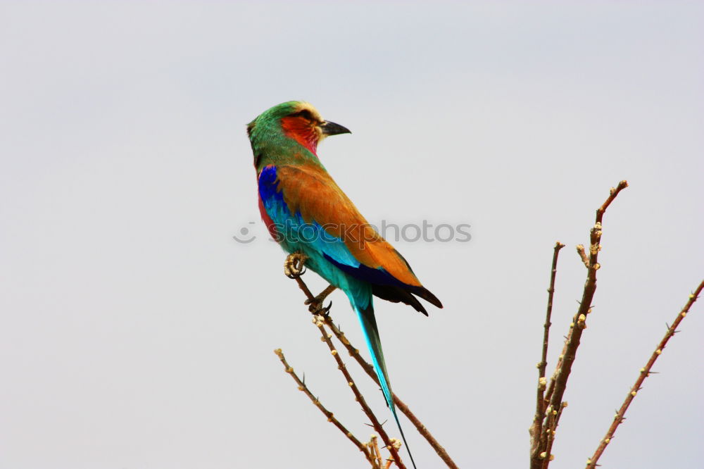 Similar – Image, Stock Photo A colorful Superb Starling in Tanzania