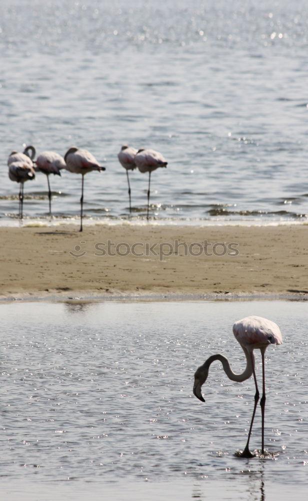 Similar – Image, Stock Photo flamingo march