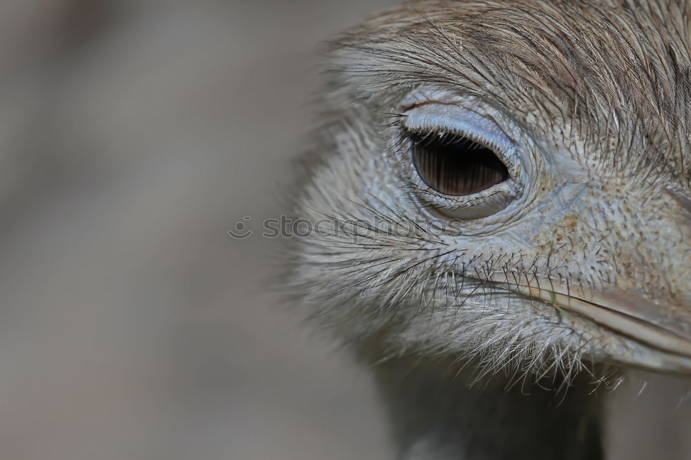 Similar – Eye and beak of vulture