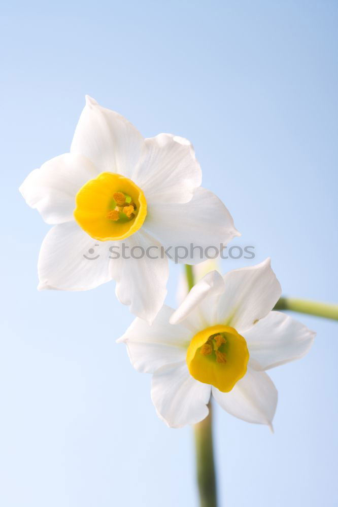 Similar – Image, Stock Photo Three snowdrops in front of a bright background