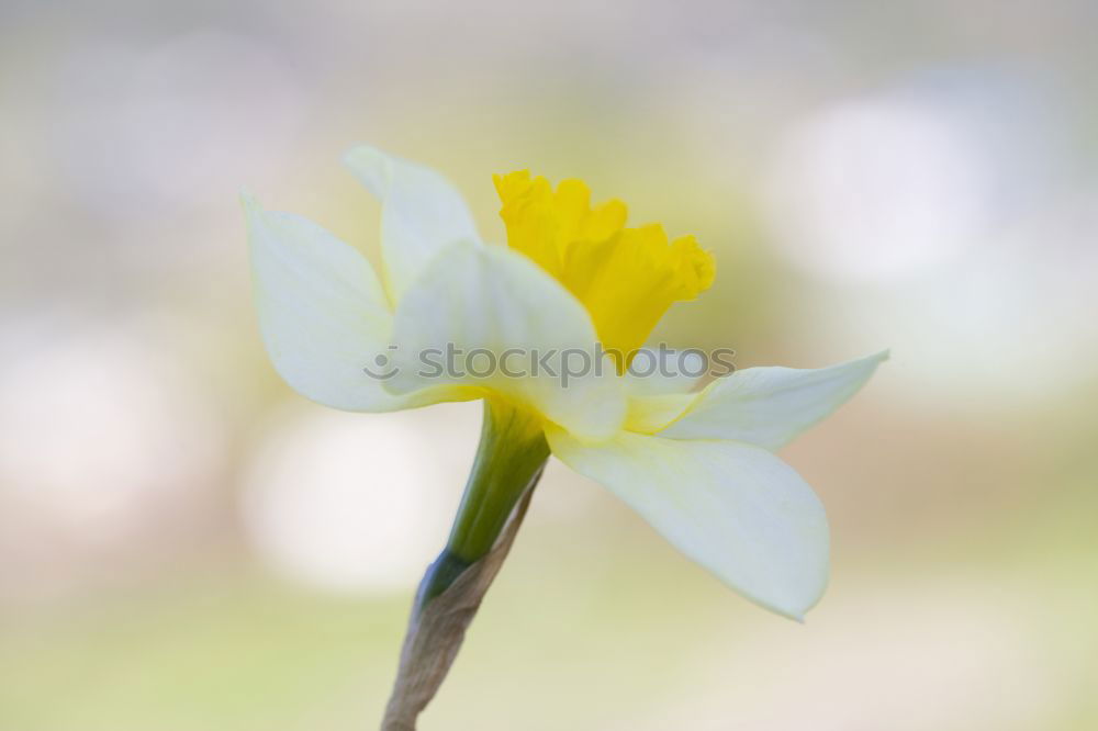 Similar – Foto Bild weiße Blütenpflanze Blume