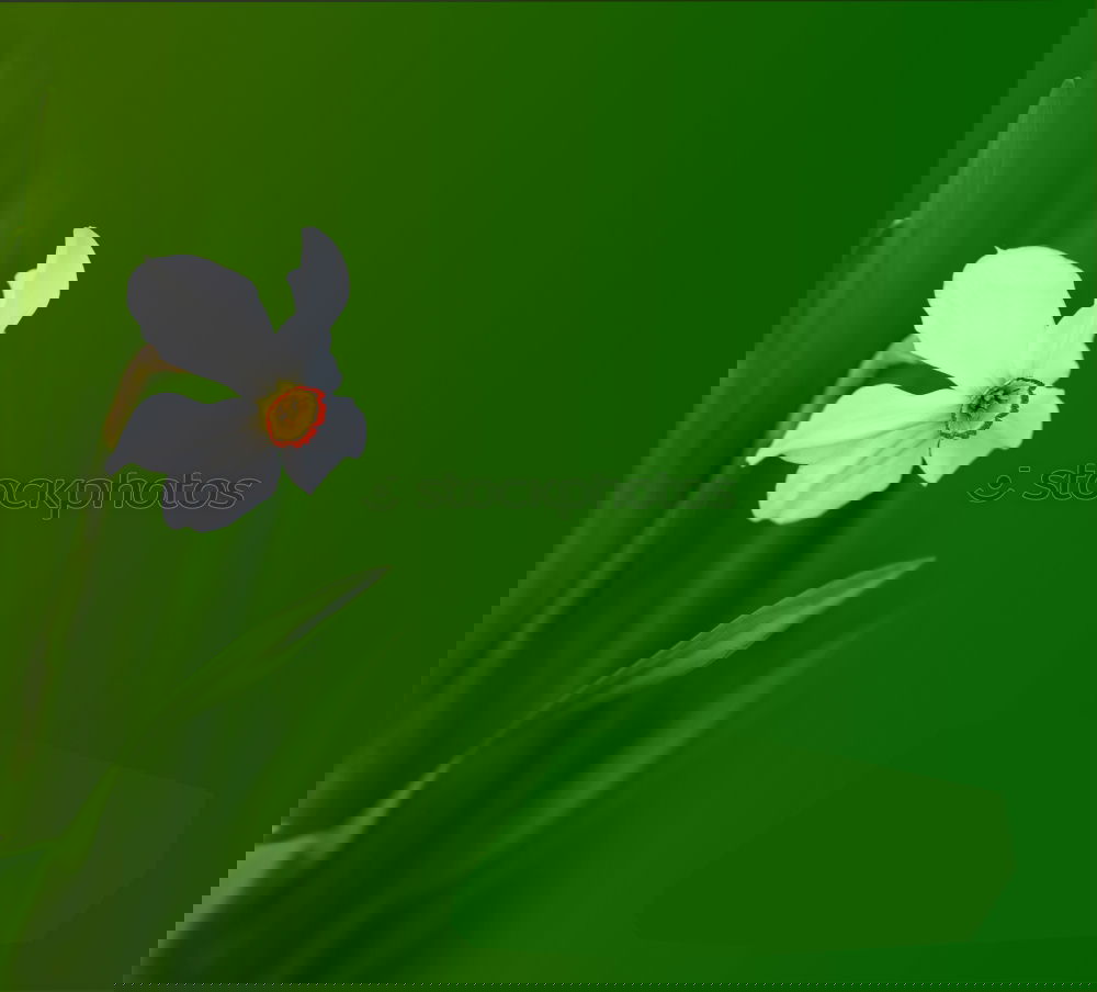Similar – Image, Stock Photo Watery Heart Spring