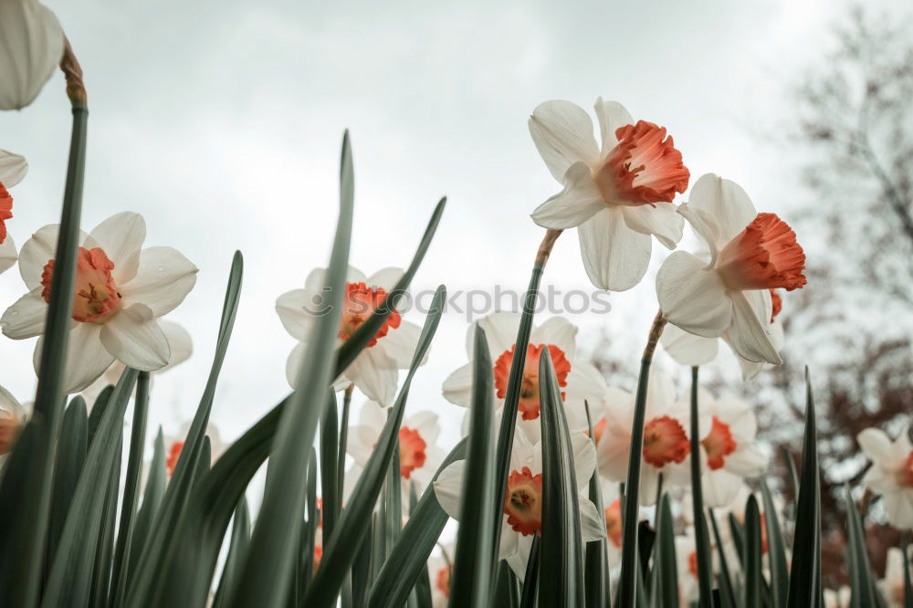 Similar – Image, Stock Photo break on through Flower