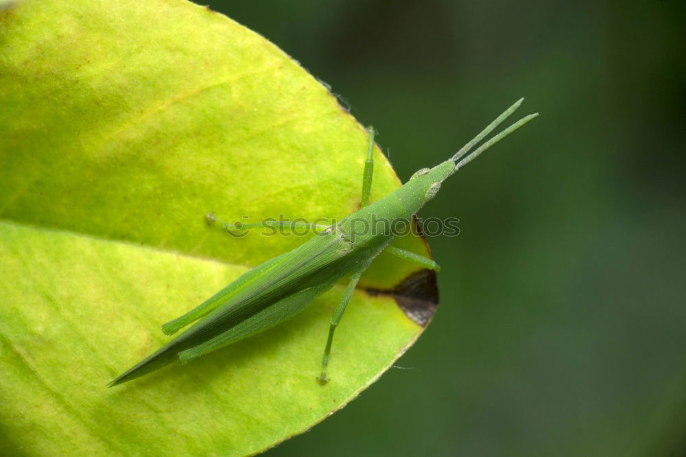 Similar – Beetle in green Antenna