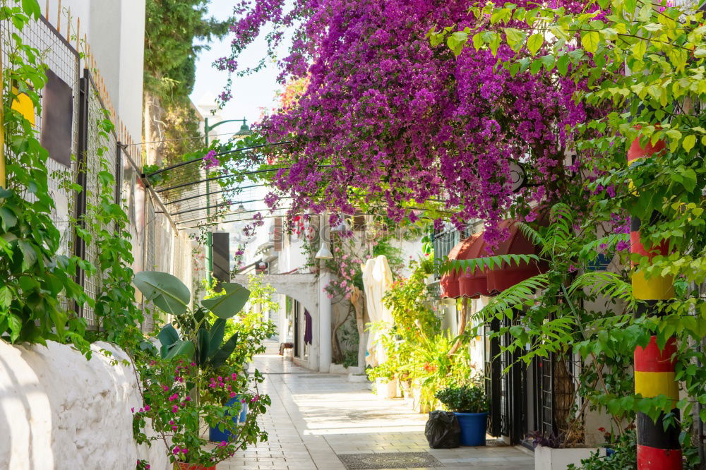 Similar – Image, Stock Photo Shopping street in Crete