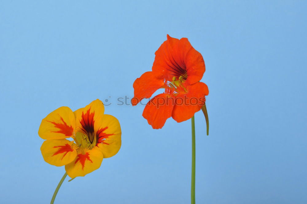 Similar – Foto Bild der Mohn der in den Himmel wächst