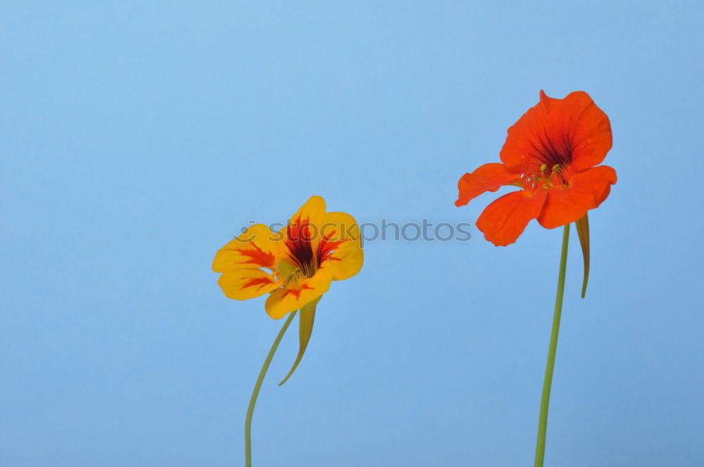 Similar – Foto Bild der Mohn der in den Himmel wächst