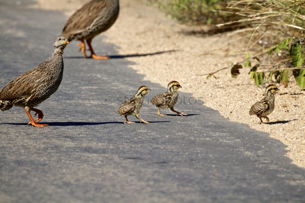 Similar – Sonntagsspaziergang Umwelt