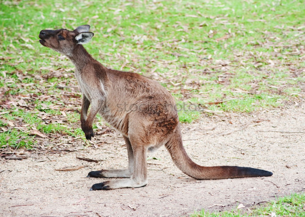 Similar – Little wallabee kangaroo