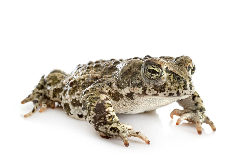 Similar – Image, Stock Photo Little cold friend Hand