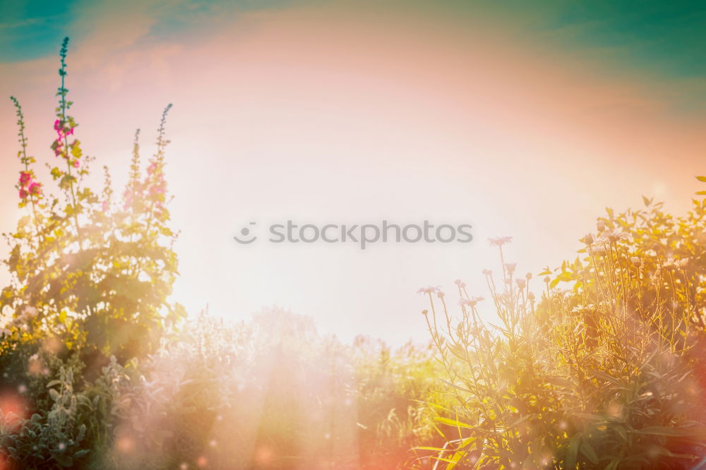 Similar – Wild sage on nature background