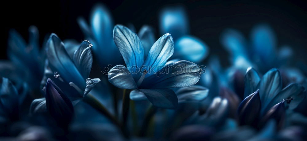 Similar – Image, Stock Photo Heath flowers seen from above