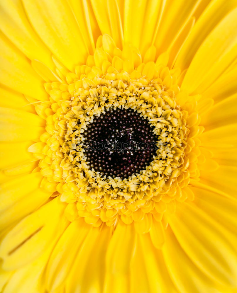 Similar – mesmerizing sun Flower