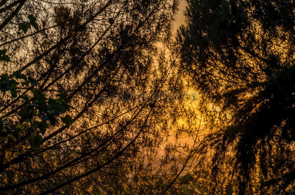 Similar – canopy Sunset Tree