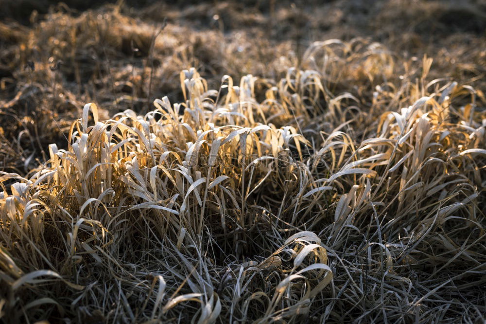 Similar – Wheat in the evening sun