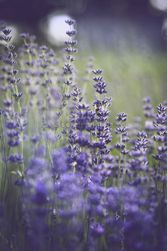 Lavender Nature Plant