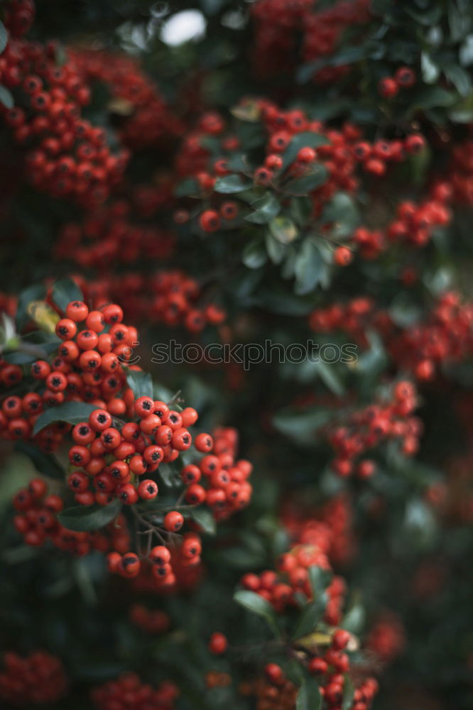 Similar – Firethorn with many red fruits