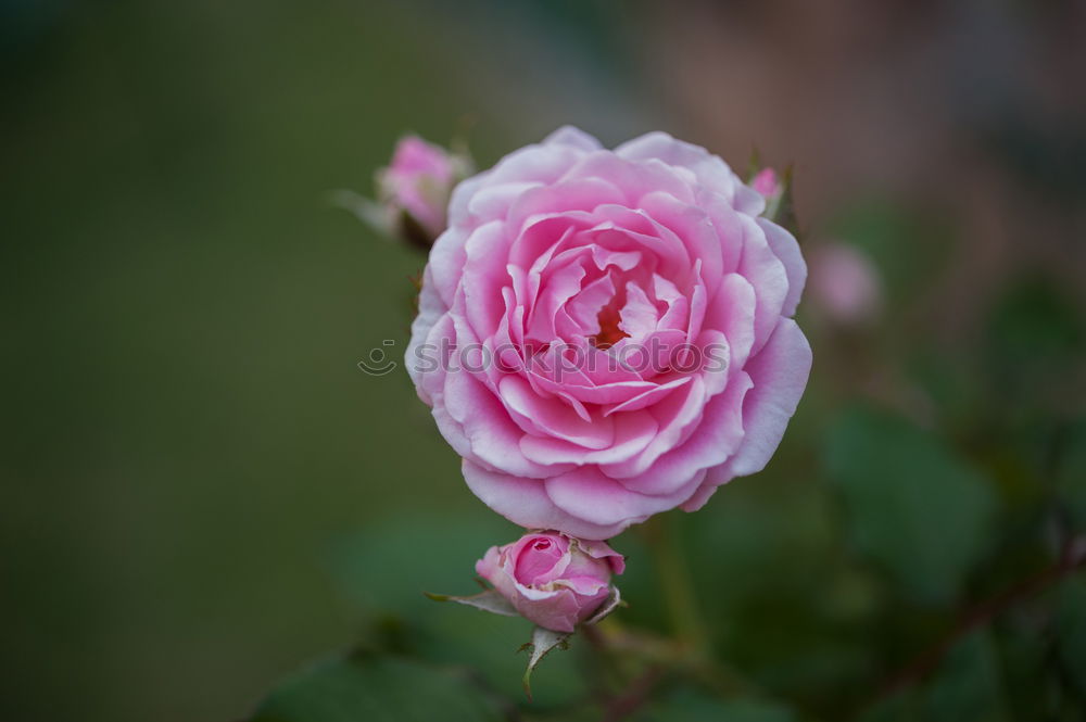 Similar – Image, Stock Photo rose garden Environment